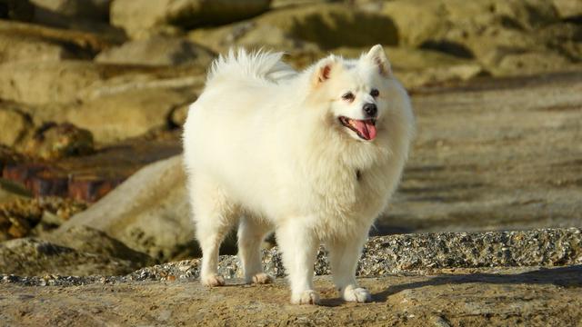 American Eskimo Dog