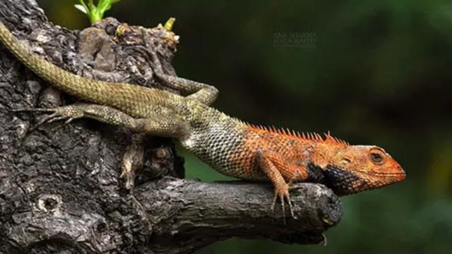genus calotes