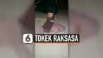 PENEMUAN TOKEK RAKSASA BIKIN HEBOH MEDSOS