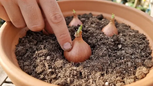 Cara Menanam Bawang Merah Tanpa Lahan Kebun