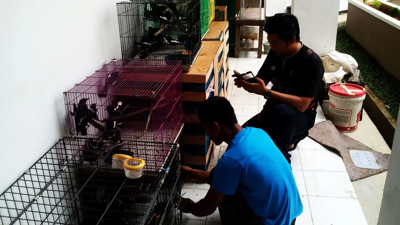 Penyelundupan burung