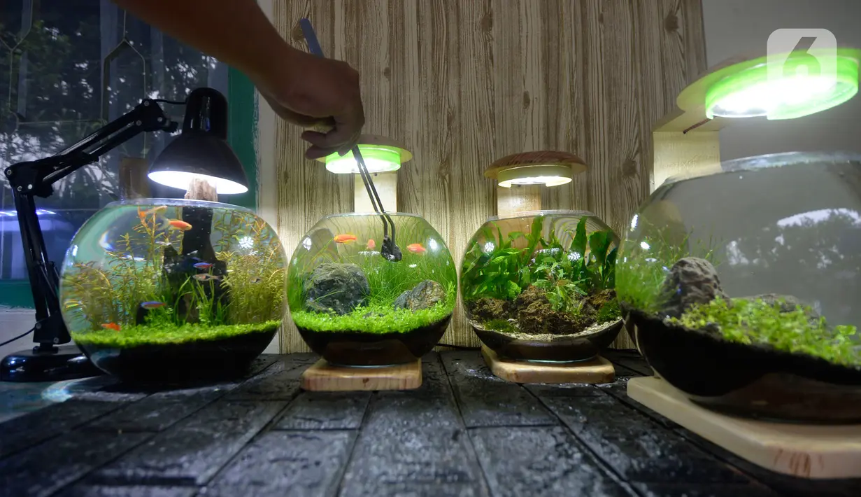 Perajin, Argi Gumilar (27) menyelesaikan pesanan aquascape mini air tawar di Cipayung, Ciputat, Tangerang Selatan, Kamis (5/11/2020). Di masa pandemi, Argi Gumilar menggeluti pembuatan aquarium mini sudah empat bulan ini yang dijual dengan harga Rp 250 hingga Rp 600 ribu. (merdeka.com/Dwi Narwoko)