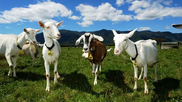 Kambing jenis Saaneen goat