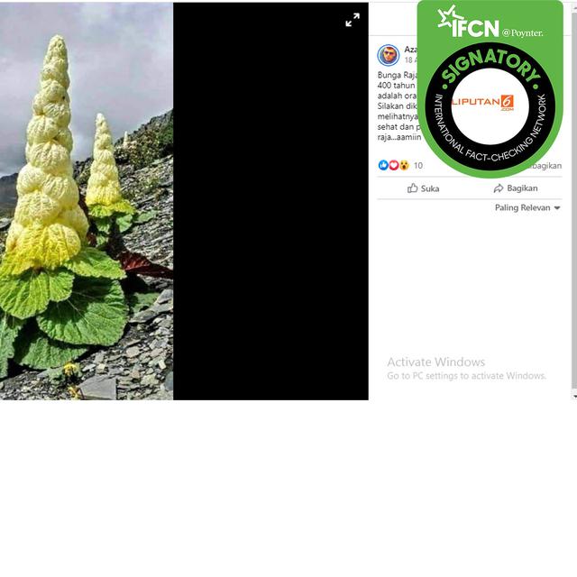 Cek Fakta Tidak Benar Bunga Ini Muncul Setiap 400 Tahun Sekali Simak Penelusurannya Cek Fakta Liputan6 Com