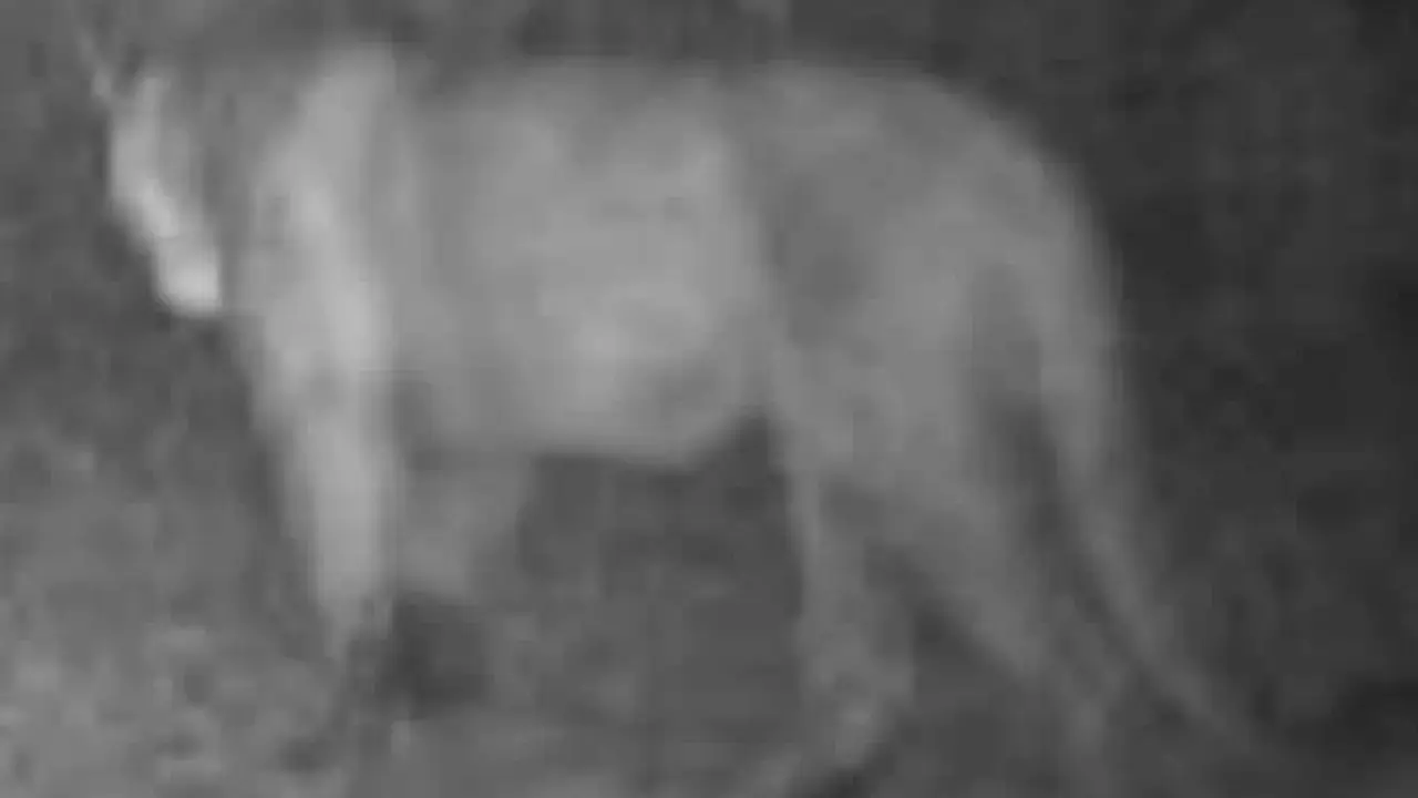 Penampakan singa gunung di Iowa yang tertangkap kamera trap. (Madison County Sheriff's Office/Facebook)