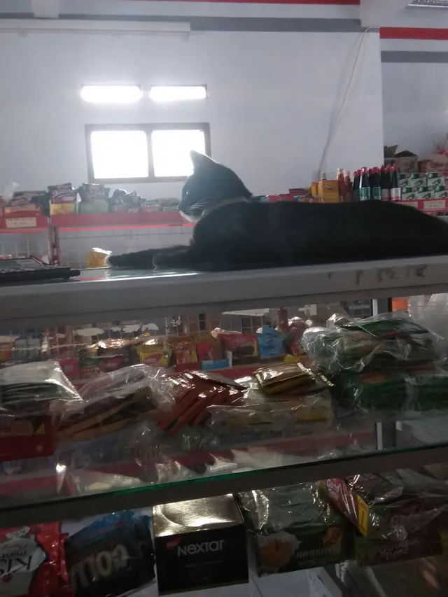 6 Aksi Kucing saat Jaga Warung Ini Lucu Bikin Geleng Kepala
