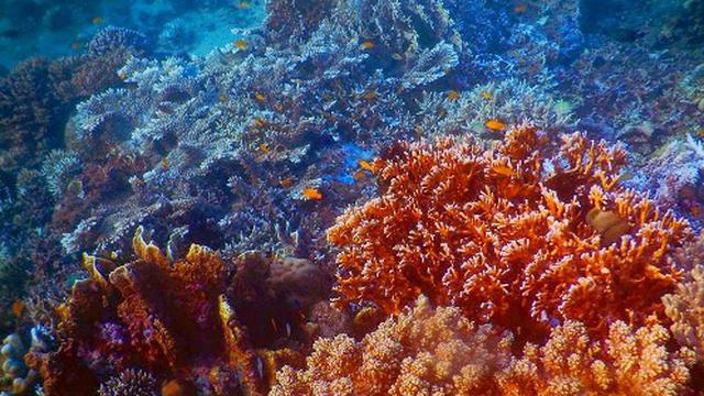 Bupati Bone Curhat Soal Bom Ikan Pada Staf Menteri Susi Regional Liputan6 Com