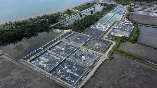 Panen Perdana Tambak Udang Vaname Berbasis Pendekatan Climate Smart Shrimp (CSS) di Desa Lalombi Sulawesi Tengah. (Dok: Konservasi Indonesia)