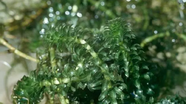 Hydrilla: Wikipedia