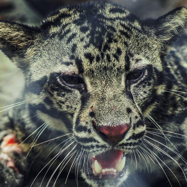 Jangan Keluar Rumah Sendirian Saat Malam Binatang Buas Itu Belum Tentu Macan Dahan Regional Liputan6 Com Museum konferensi asia afrika yang terdapat di si kecil bisa langsung melihat proses pembuatan kain sutera di wisata ilmu sutera ini.