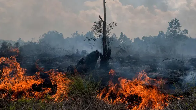 Kebakaran Landa Lahan Gambut di Riau