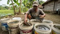 Cara Ternak Ikan Gabus di Ember Bekas Cat, Cepat Besar dan Sehat