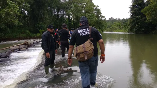 Tim gabungan Mabes Polri, Polda Aceh, Polres Lhokseumawe, menemukan lahan ganja di di tengah hutan di Dusun Uteun Punti, Desa Sawang, Kecamatan Sawang, Kabupaten Aceh Utara. (Liputan6.com/Nafiysul Qodar)
