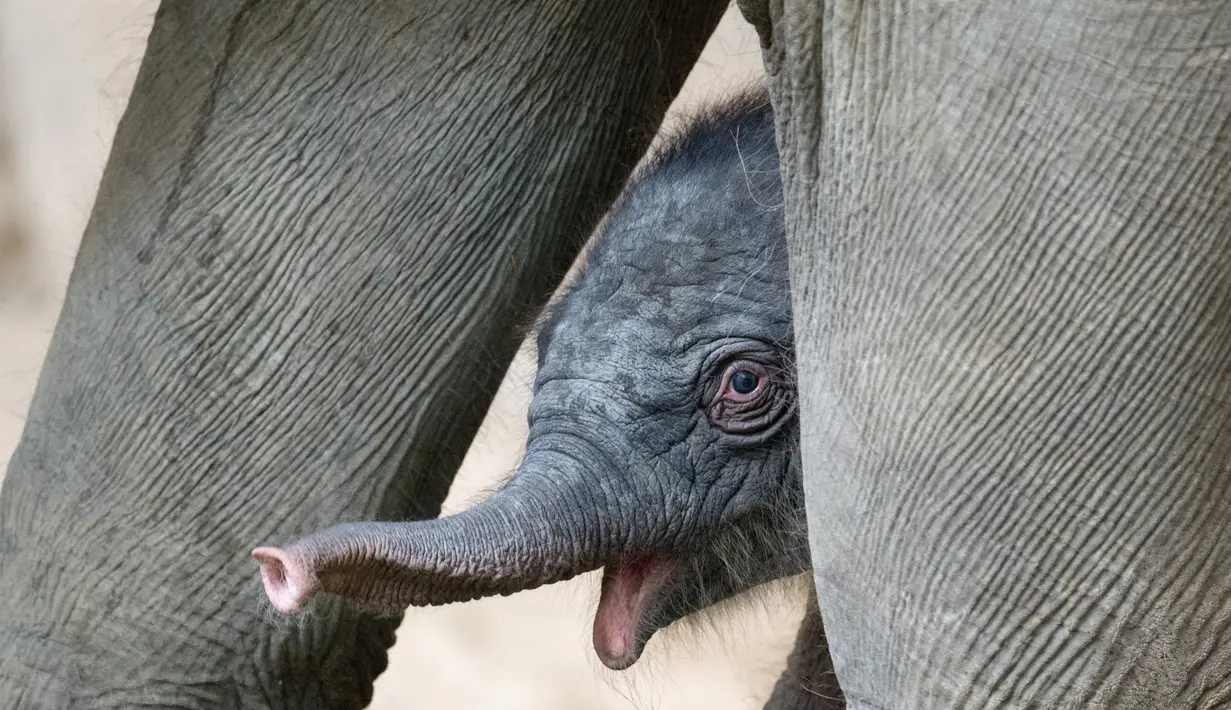 Ekspresi bayi gajah perempuan saat bermain dengan ibunya 'Salvana' di kebun binatang Hagenbeck di Hamburg, Jerman (4/9). (AFP Photo/dpa/Daniel Reinhardt/Jerman Out)