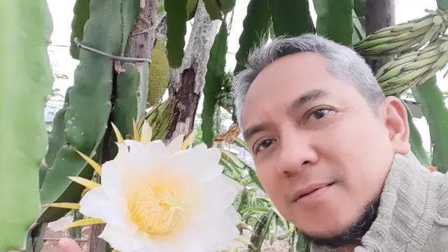 Sebuah bunga pohon naga yang baru mekar nampak indah, bunga inilah cikal bakal buah naga yang selanjutnya bakal menjalani perkawinan yang terjadi pada malam hari.