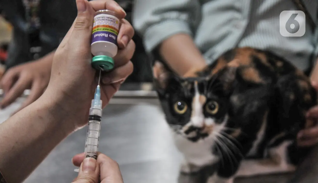 Dokter hewan saat melakukan vaksinasi rabies pada kucing di Radhiyan Pet and Care, Rawamangun, Jakarta Timur, Senin (20/6/2022). Dinas KPKP DKI Jakarta dan klinik hewan dan komunitas pecinta kucing menggelar pemeriksaan hewan peliharaan seperti vaksin rabies dan sterilisasi secara gratis menyambut HUT ke-495 Jakarta. (merdeka.com/Iqbal S. Nugroho)