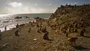 Kawanan monyet berada di sekitar Cayo Santiago, yang dikenal sebagai Pulau Monyet di Puerto Rico, 4 Oktober 2017. Pulau ini merupakan rumah bagi sekitar 400 monyet yang awalnya dibawa dari India untuk tujuan penelitian pada tahun 1938. (AP/Ramon Espinosa)