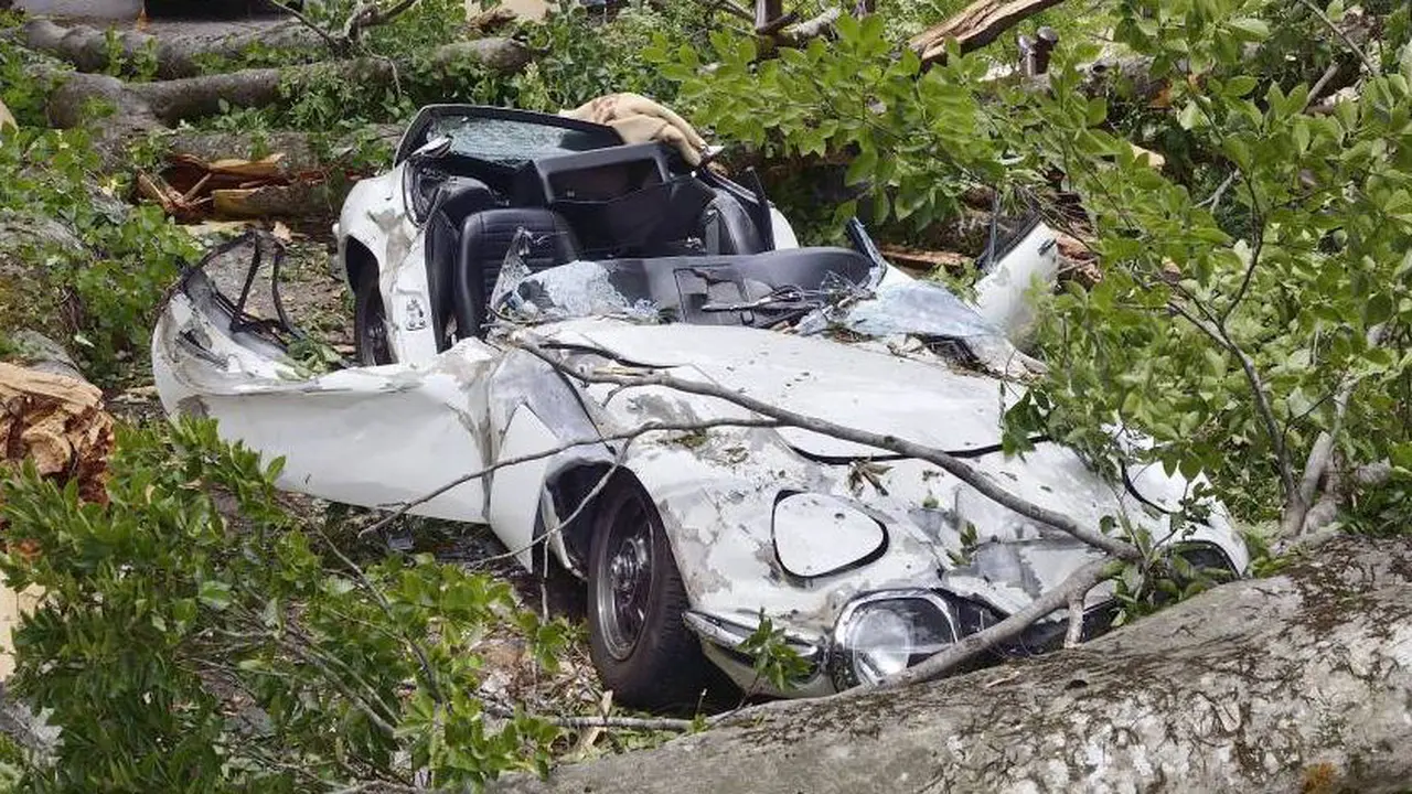 Mobil Klasiknya Tertimpa Pohon, Pria Ini Gugat Pemerintah