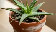 9 Tips Perawatan Lidah Buaya untuk Mencegah Daun Menguning, Tetap Hijau dan Sehat