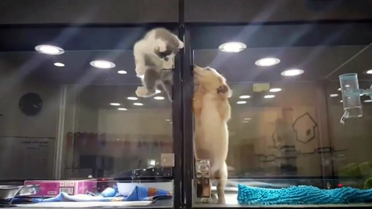 Anak kucing dan anak anjing (0)