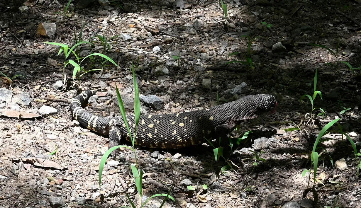 Seekor Heloderma (Horridum harlesborgerti), kadal endemik yang terancam punah, terlihat di Taman Regional Kota Niño Dormido, Cabanas, Guatemala, 11 Juli 2022. Niño Dormido (Anak yang tertidur) adalah salah satu nama reptil yang dikenal. (Johan ORDONEZ/AFP)