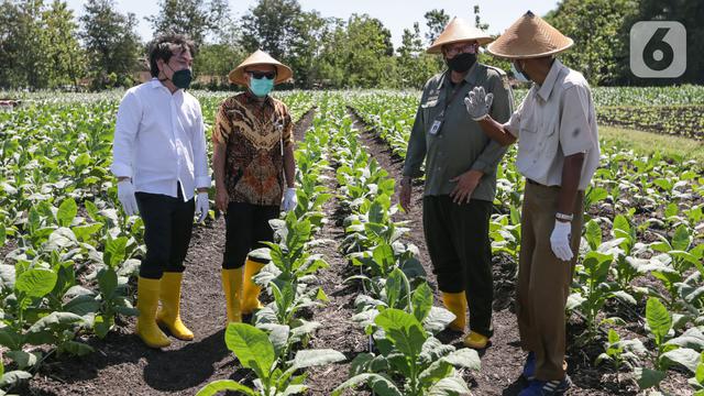 Program Kemitraan Sampoerna, Solusi Tingkatkan Kualitas Tembakau dan Kesejahteraan Petani Tembakau