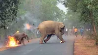 Foto menyedihkan yang menunjukkan serangan manusia terhadap gajah justru menang penghargaan. (Doc: Biplab Hazra/Sanctuary Wildlife Photography Awards 2017)