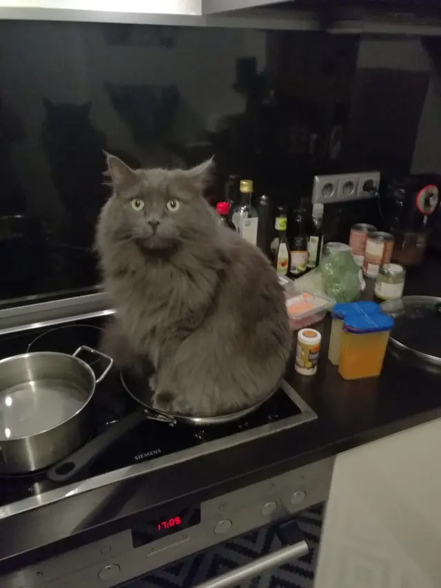 6 Aksi Lucu Kucing di Dapur Ini Curi Perhatian, Bikin Gemas