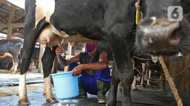 Penerapan Inseminasi Buatan untuk Peningkatan Produksi Hewan Ternak