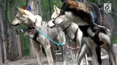 Anjing Husky yang kuat, cepat dan punya daya tahan yang baik, perlu lari puluhan kilometer. VOA