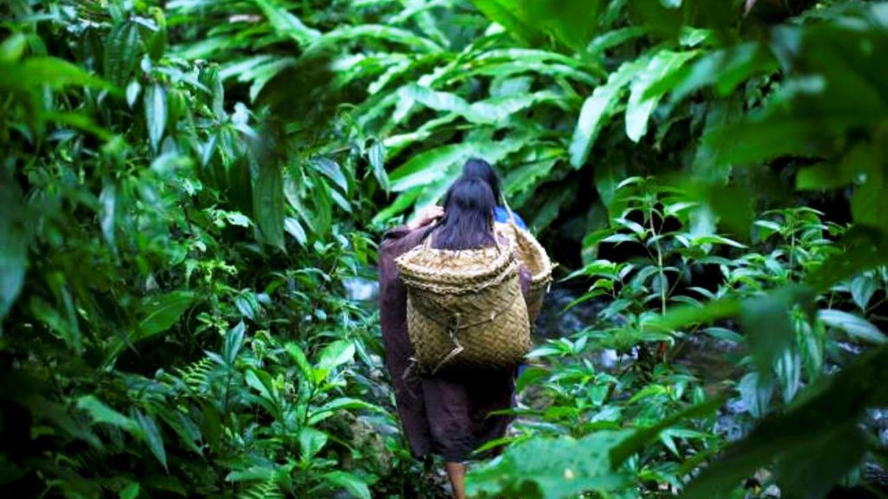 Ilustrasi hutan lebat