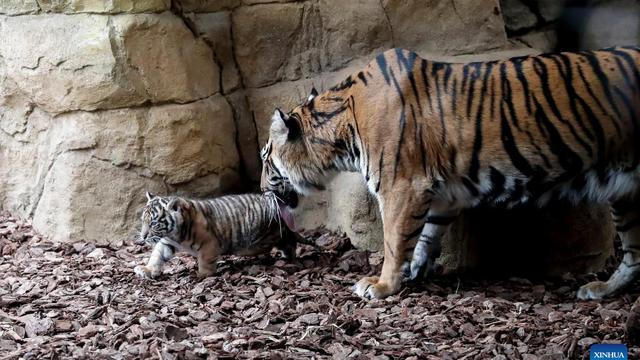Anak harimau sumatera ini lahir di kebun binatang tersebut sejak satu bulan (Xinhua/Han Yan)