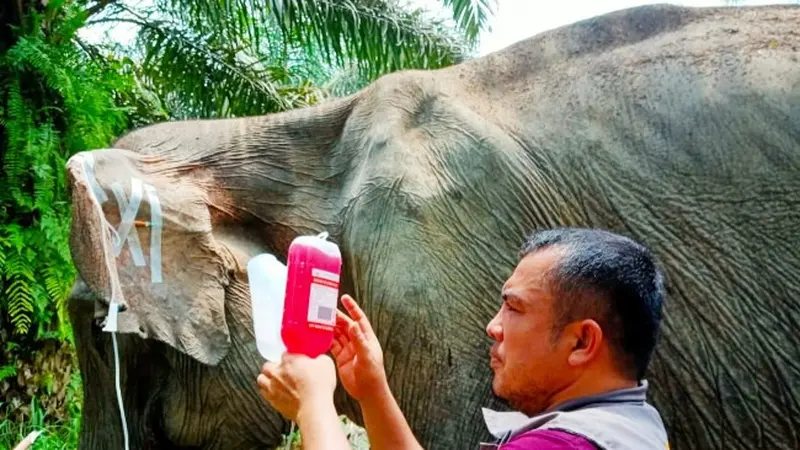 Petugas medis BBKSDA Riau tengah mengobati gajah betina terluka di Kabupaten Indragiri Hulu.