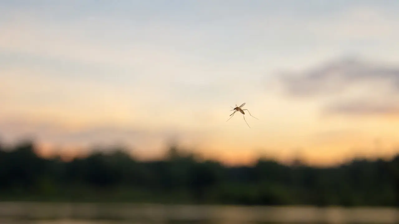 Ilustrasi nyamuk Anopheles vektor malaria. (Foto: AI Chatgpt)