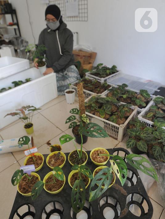 FOTO: Permintaan Ekspor Tinggi, Harga Janda Bolong Tembus ...