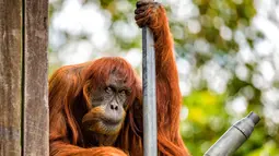 Puan, orangutan terlihat beristirahat di Kebun Binatang Perth di Australia (27/10). Puan 60 tahun kini telah memiliki 11 anak dan dinyatakan masuk catatan Guiness World Record sebagai orangutan Sumatera tertua di dunia. (Perth Zoo/Alex Asbury/ REUTERS)