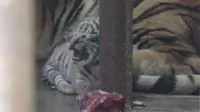 Bayi harimau sumatera lahir di kebun binatang di Medan, Sumut (Liputan6.com/ Reza Perdana)