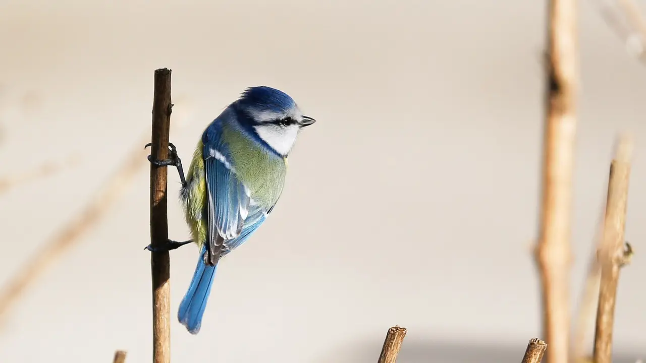 Ilustrasi burung