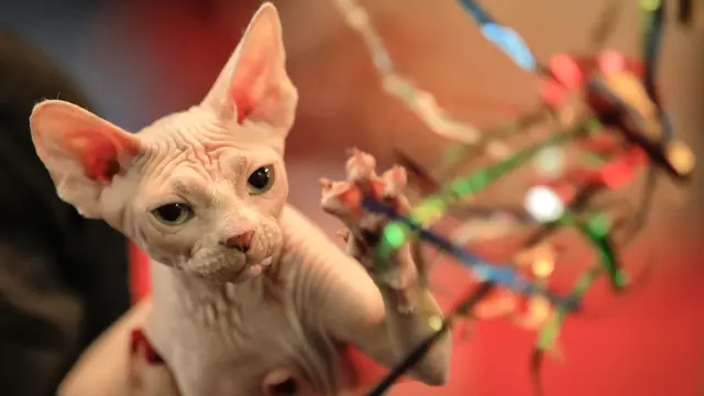 Aksi Menggemaskan Kucing Tanpa Bulu di Kontes Internasional