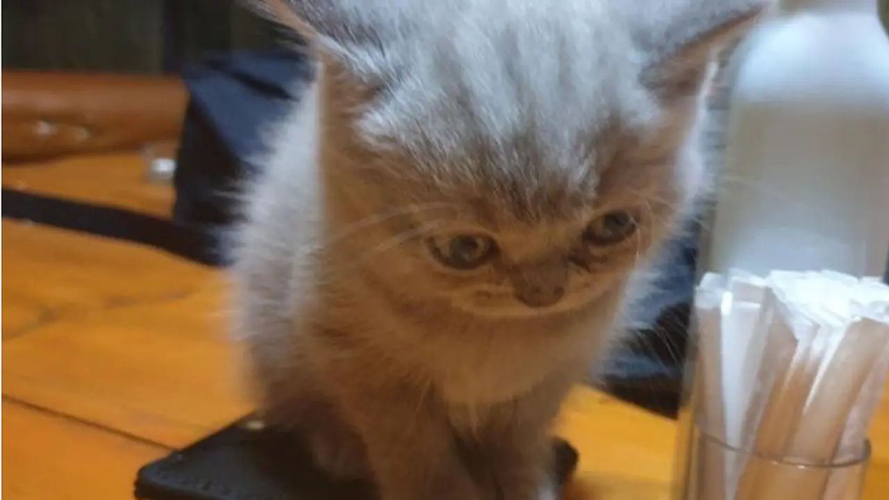 8 Potret Bayi Hewan Ini Gemas Banget, Bikin Ingin Peluk