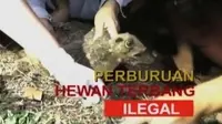 Salah satu hewan dilindungi yang diduga dipasarkan di pasar hewan kawasan Jakarta Pusat adalah sunda colugo atau tando.