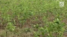 Daun Koka adalah bahan dasar pembuat Kokain. Di sebuah negara, daun koka justru subur tumbuh dan dipelihara.