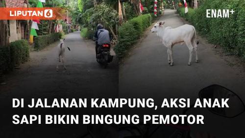 VIDEO: Berkeliaran di Jalanan Perkampungan, Aksi Anak Sapi Bikin Bingung Pemotor