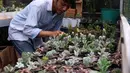 Pembudidaya tanaman hias merawat kaktus di Rumah Kaktus, Kota Tangerang, Banten, Jumat (2/4/2021). Berbagai tanaman seperti kaktus dan sukulen di tempat ini dijual dengan harga Rp 10 ribu hingga jutaan rupiah tergantung jenis dan ukuran. (Liputan6.com/Angga Yuniar)