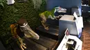 Sepasang robot dinosaurus menyambut para tamu dari meja resepsionis Hotel Henn-na di Urayasu, Tokyo, 31 Agustus 2018. Mereka memiliki sensor yang mendeteksi gerakan tamu dan akan menyambut Anda dengan mengatakan "Selamat Datang." (AFP/Kazuhiro NOGI)