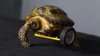 Kura-kura yang kehilangan kaki akhirnya bisa kembali berjalan.