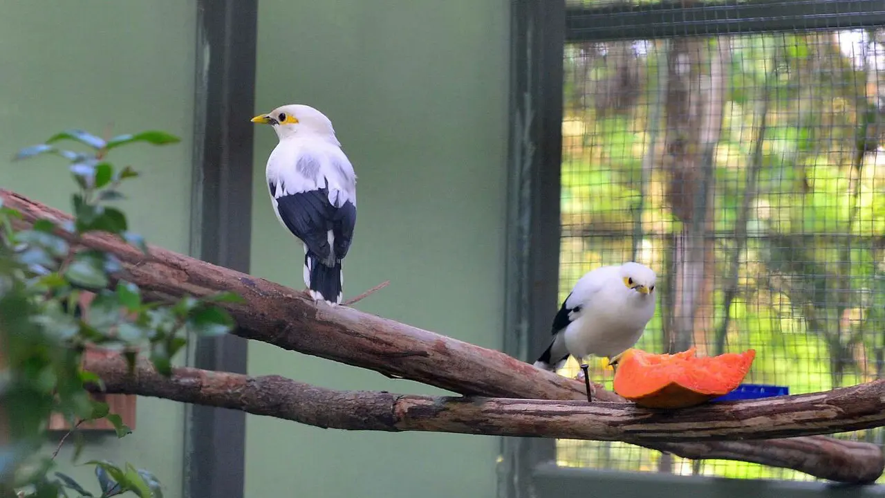 Burung dipasang microchip