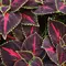 10 Tanaman Hias Indoor dengan Daun Warna Warni yang Bikin Ruangan Lebih Hidup dan Estetik