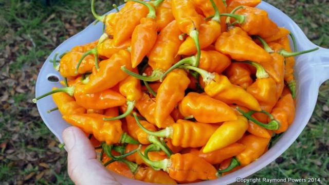 Cabai Rawit Domba (Datil Pepper), salah satu cabai paling pedas sedunia.