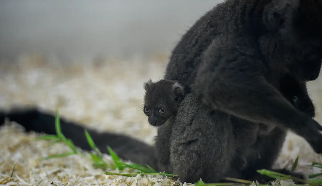 Seekor bayi Lemur bambu besar (Prolemur simus) menempel pada induknya, Veloma, di Kebun binatang Besancon, Prancis, Kamis (1/8/2019). Bayi tersebut lahir pada 2 Juli 2019 dari induk bernama Veloma (6) dan Ivongo (14). (Photo by SEBASTIEN BOZON / AFP)